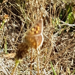 Lycaena bleusei