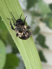 Bombus impatiens