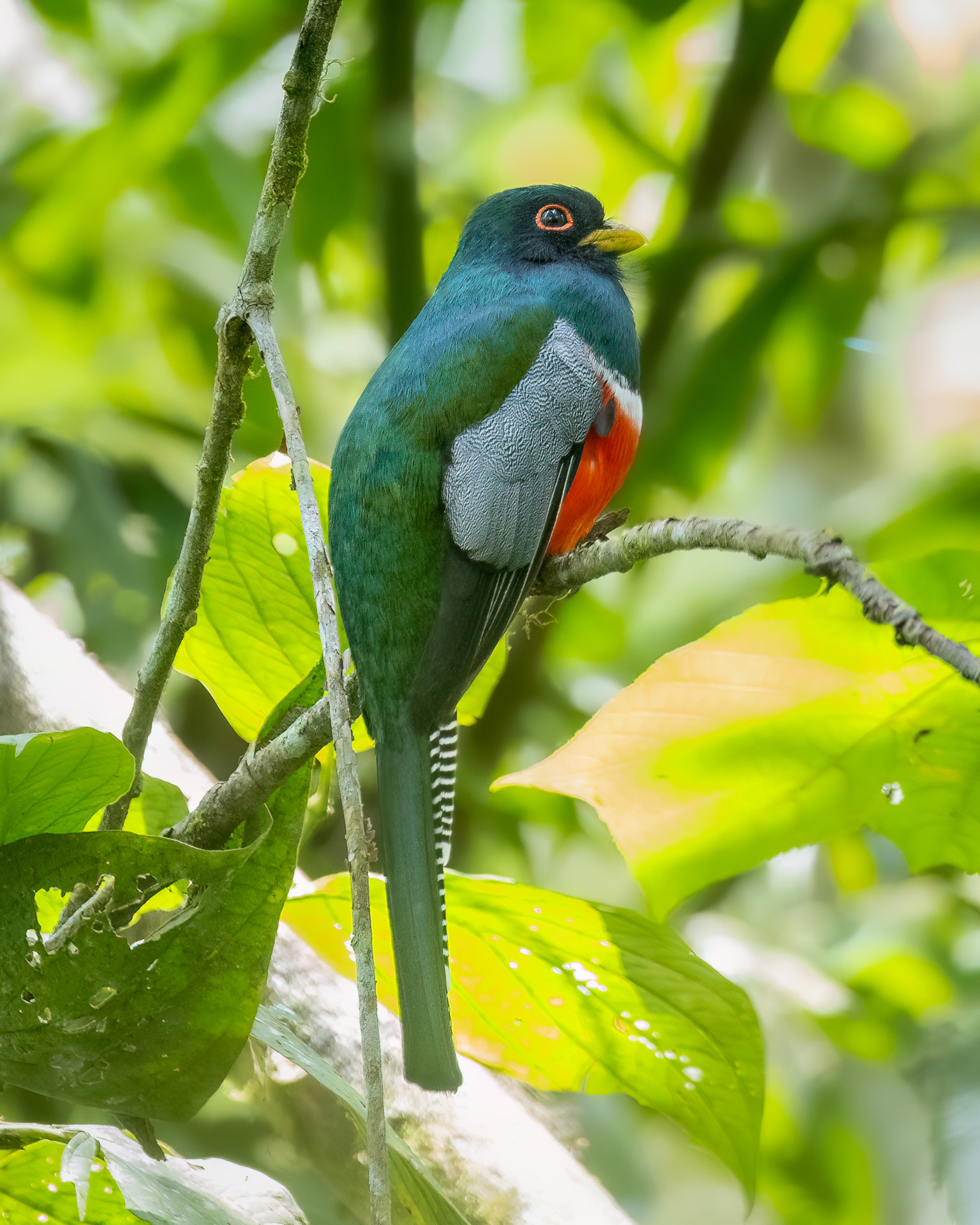 Collared Trogon illustration