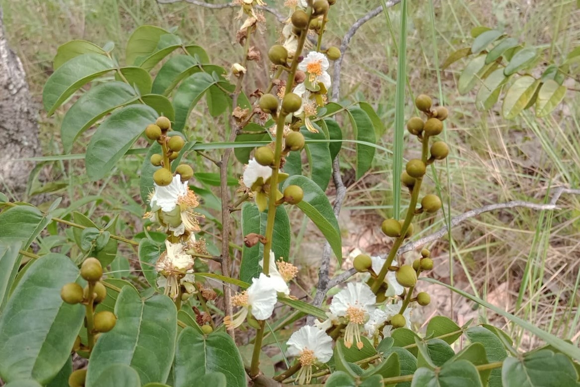 Swartzia macrostachya