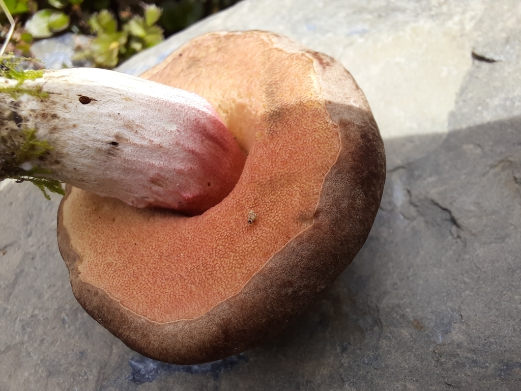 Xerocomus nothofagi · February 2025 · photo: © islandspirit (iNaturalist, cc-by)