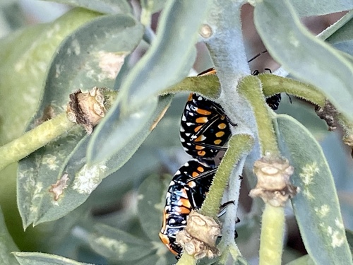 iNaturalist observation photo of Harlequin Bug