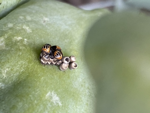 iNaturalist observation photo of Harlequin Bug