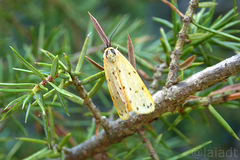 Setina irrorella