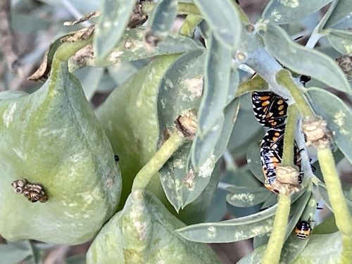 iNaturalist observation photo of Harlequin Bug