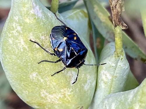 iNaturalist observation photo of Harlequin Bug