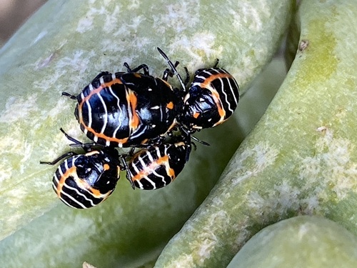 iNaturalist observation photo of Harlequin Bug