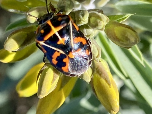 iNaturalist observation photo of Harlequin Bug