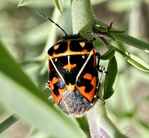 iNaturalist observation photo of Harlequin Bug