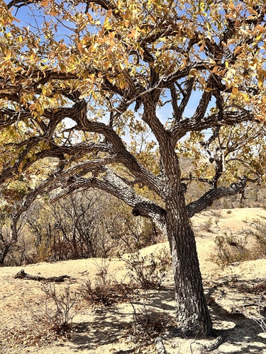 Quercus tuberculata