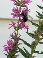 Bombus impatiens