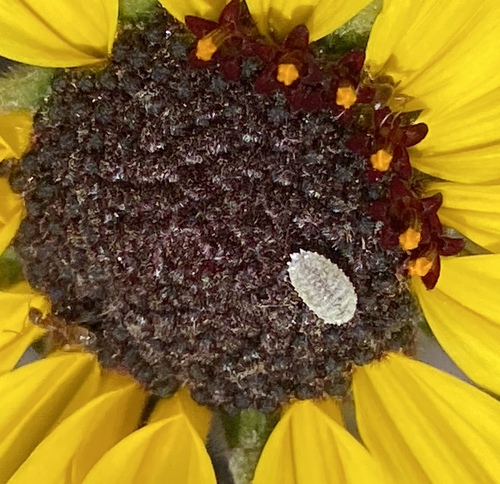 iNaturalist observation photo of Mealybugs