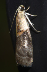 Acrobasis palliolella