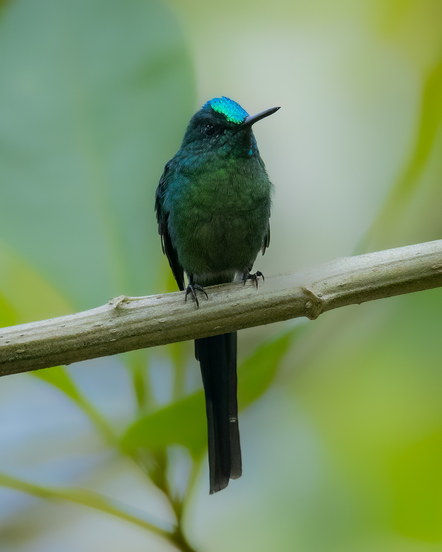 Long-tailed Sylph (Aglaiocercus kingii), photo 10