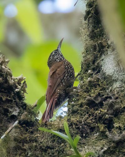 Montane Woodcreeper (Lepidocolaptes lacrymiger), photo 4