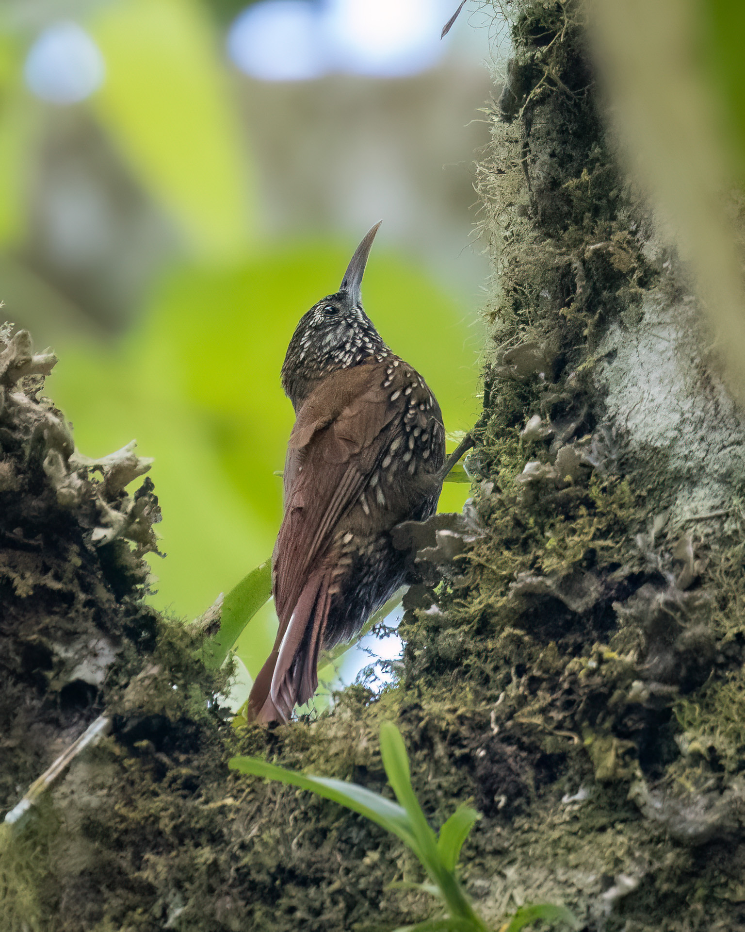 Montane Woodcreeper (Lepidocolaptes lacrymiger), photo 10