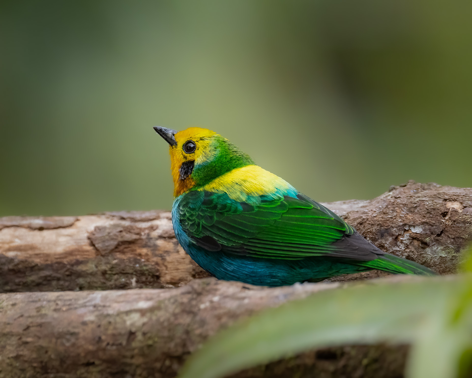 Multicolored Tanager (Chlorochrysa nitidissima), photo 4