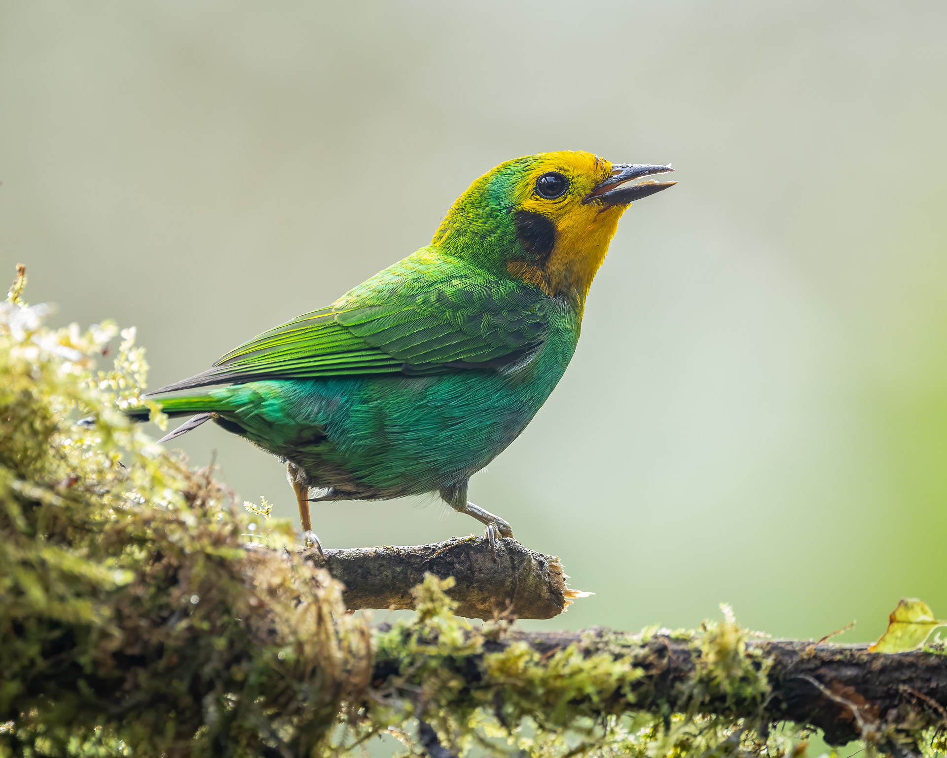 Multicolored Tanager (Chlorochrysa nitidissima), photo 5
