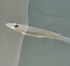 White-Eye photo 2
