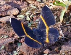 Parcella amarynthina