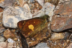 Dalla cypselus
