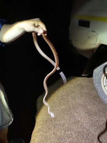 Brown Tree Snake sighting