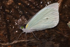 Leptophobia helena