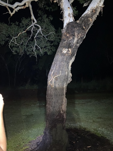 Brown Tree Snake sighting