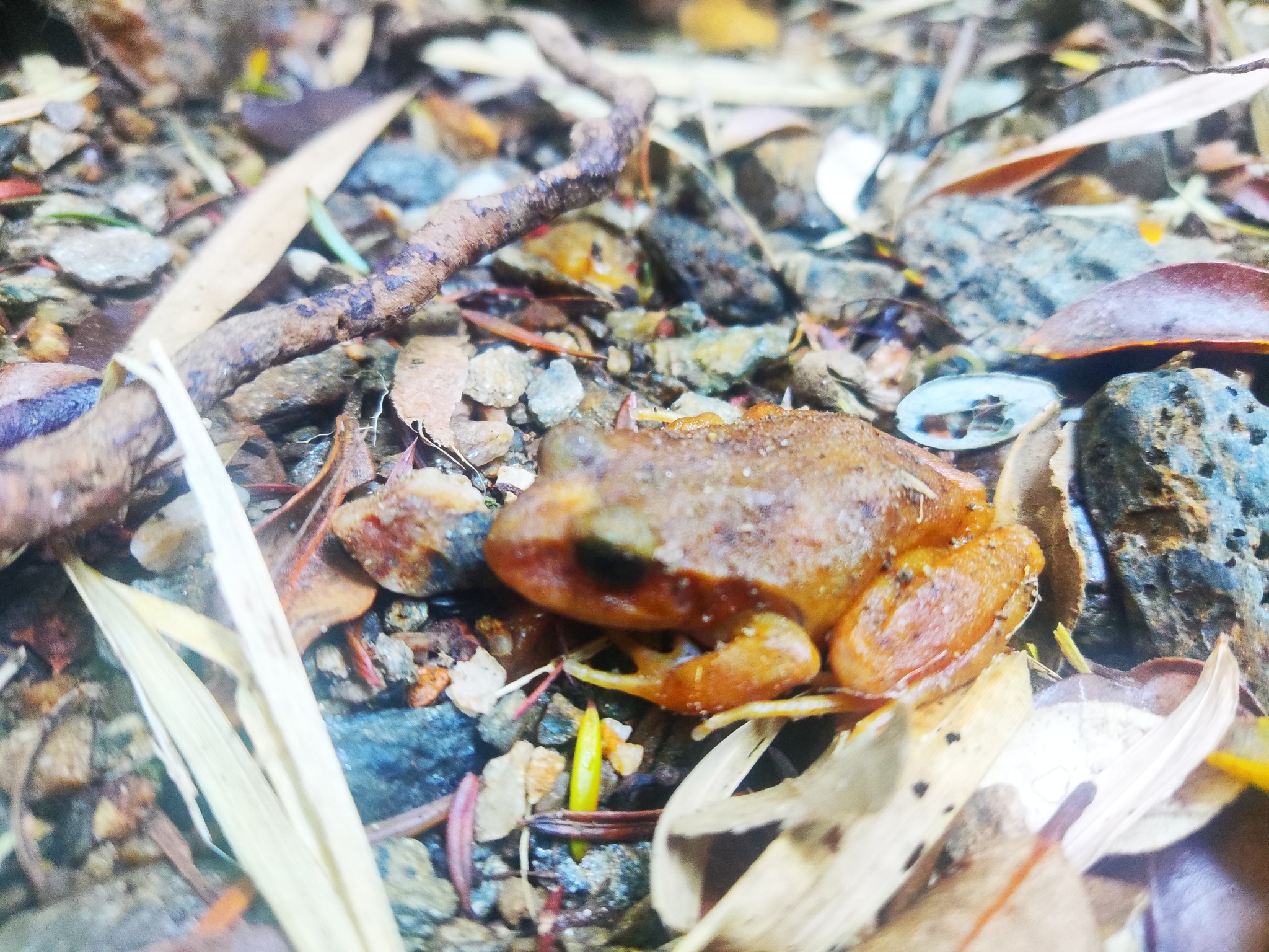 Eupsophus altor Nuñez, Rabanal & Formas, 2012