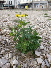 Senecio squalidus