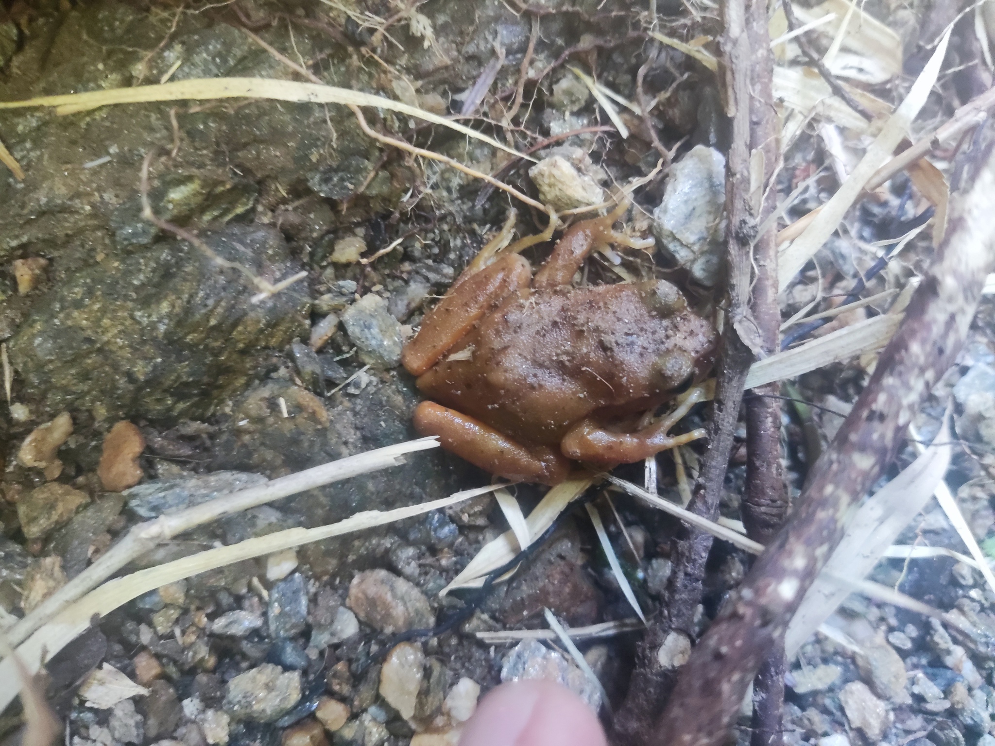 Eupsophus altor Nuñez, Rabanal & Formas, 2012