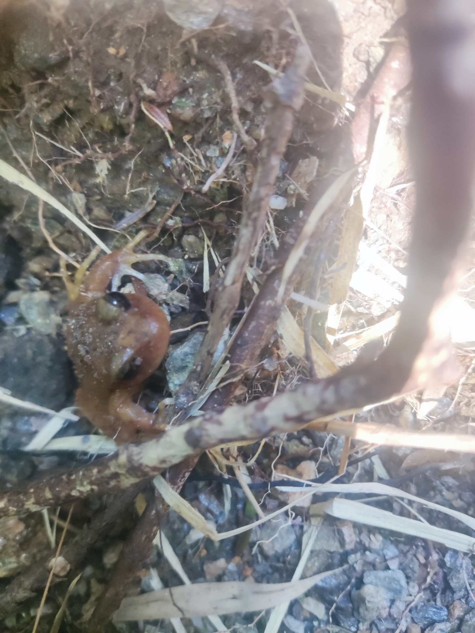 Eupsophus altor Nuñez, Rabanal & Formas, 2012