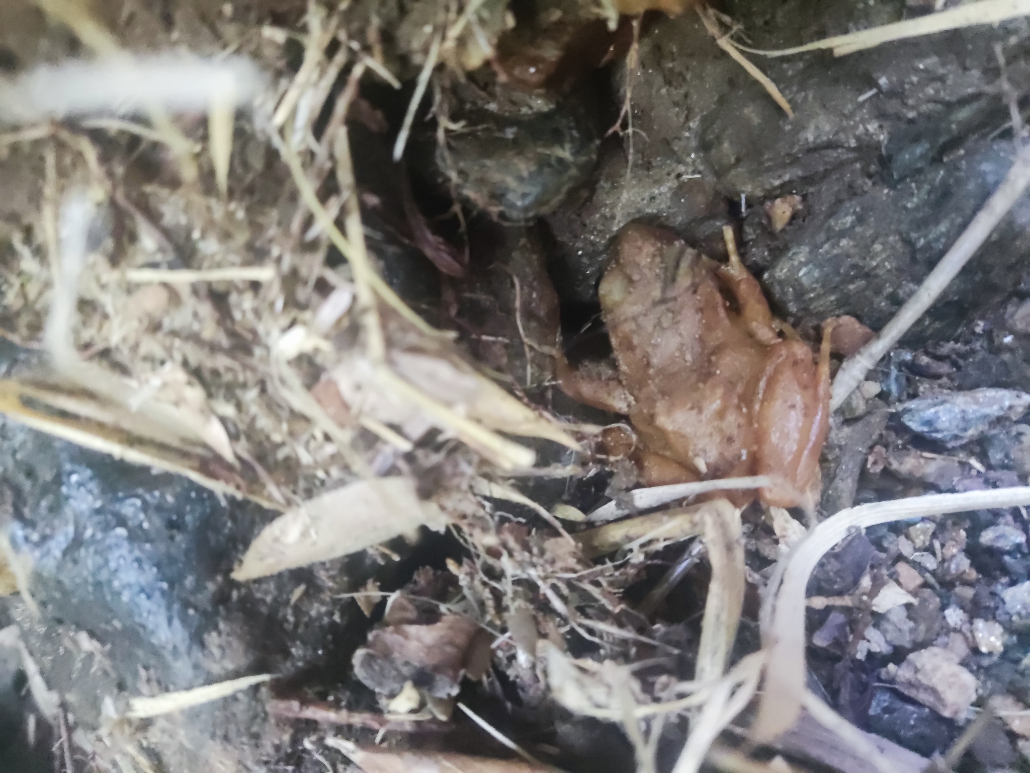 Eupsophus altor Nuñez, Rabanal & Formas, 2012