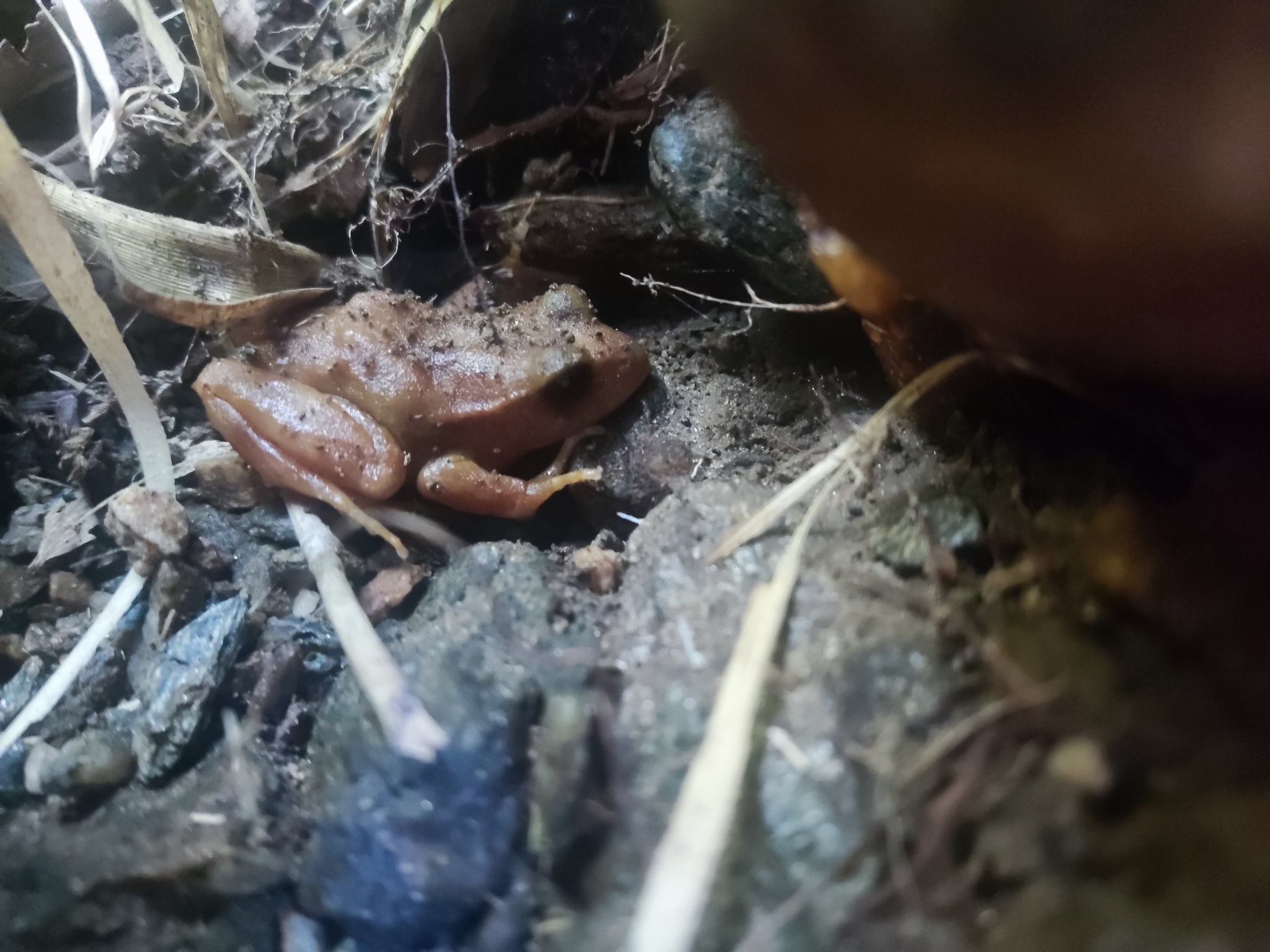 Eupsophus altor Nuñez, Rabanal & Formas, 2012