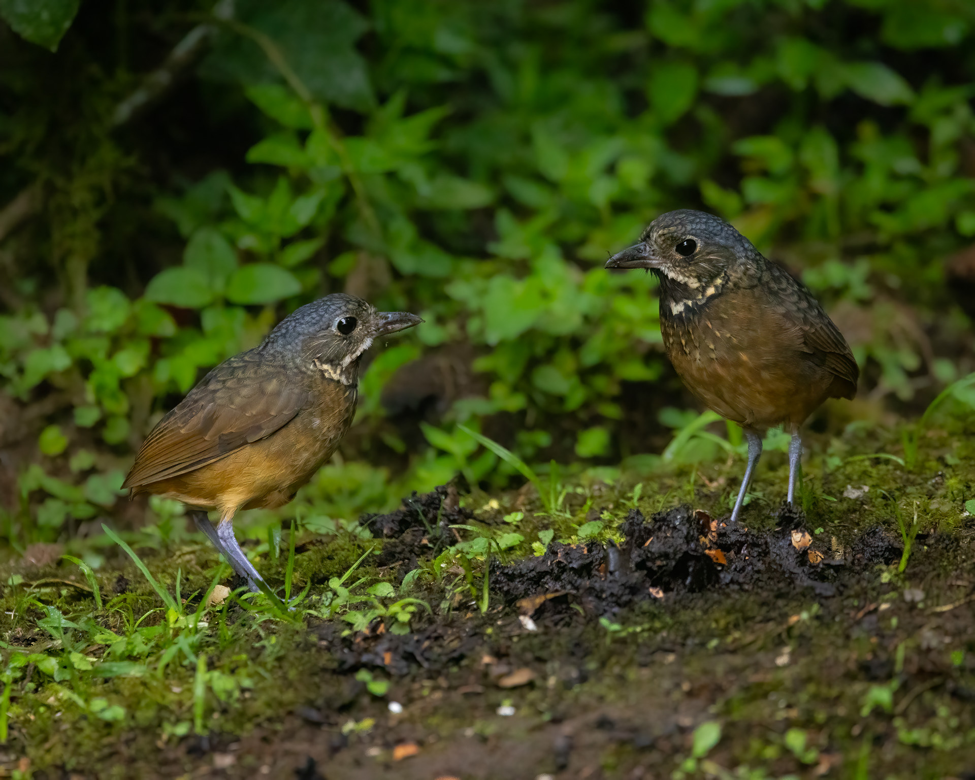 Scaled Antpitta (Grallaria guatimalensis), photo 2