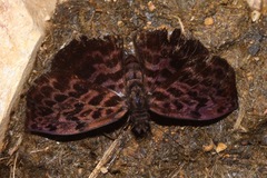 Cycloglypha tisias