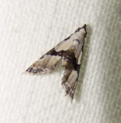 Nigetia formosalis