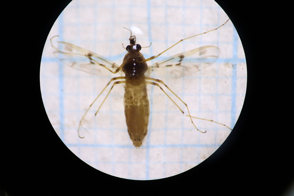 Tanypods in October 2024 by Nicolás Arcos · iNaturalist