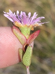 Ruschia virgata