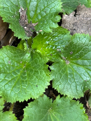Roundleaf brookfoam (Boykinia rotundifolia)