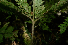 Parapolystichum microsorum pentangulare