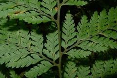 Parapolystichum microsorum pentangulare