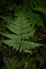 Parapolystichum microsorum pentangulare