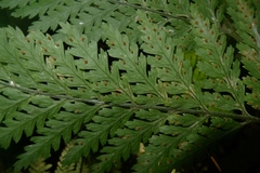 Parapolystichum microsorum pentangulare