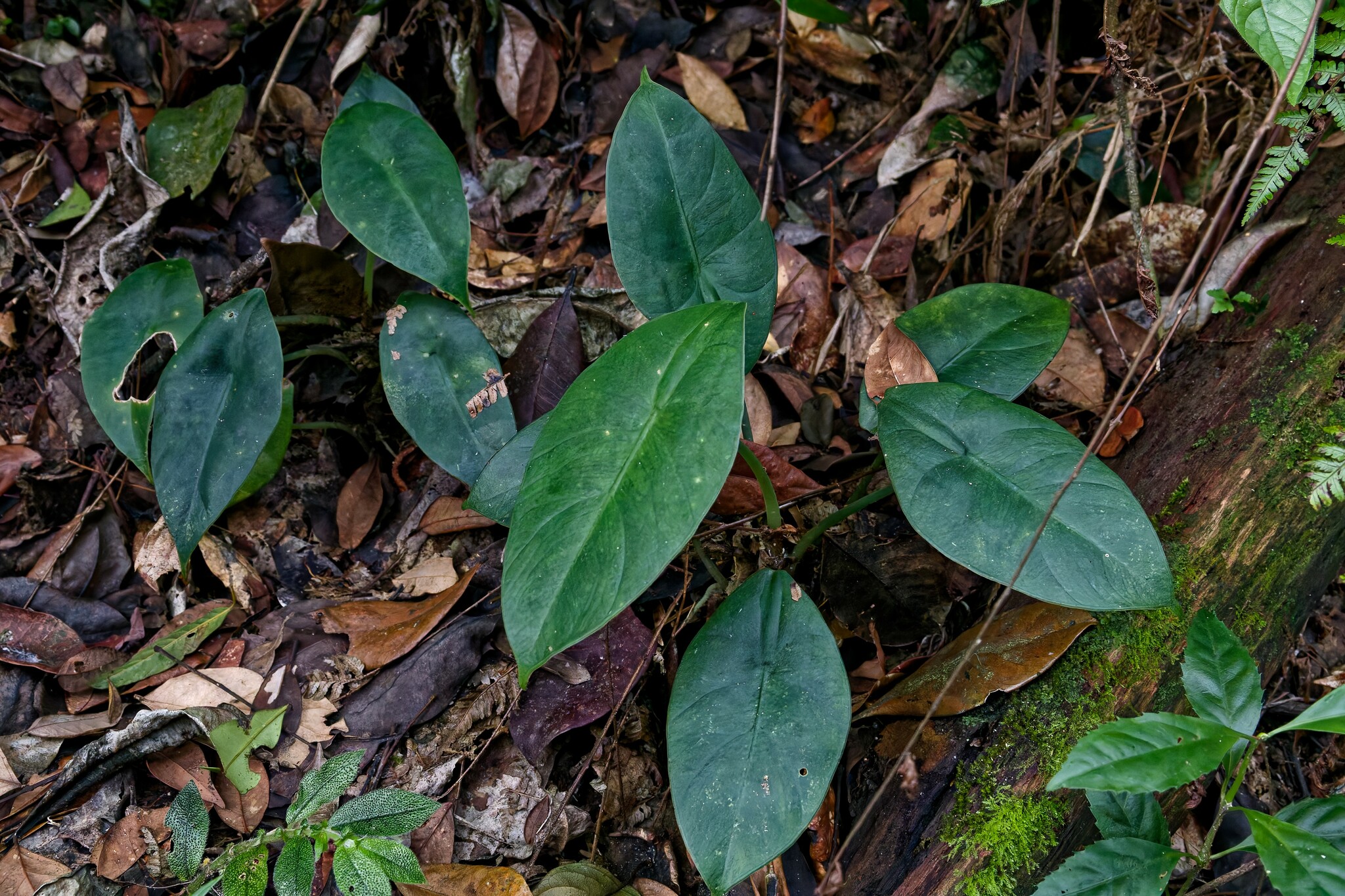 Alocasia perakensis Hemsl. 2