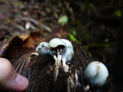 Psilocybe weraroa