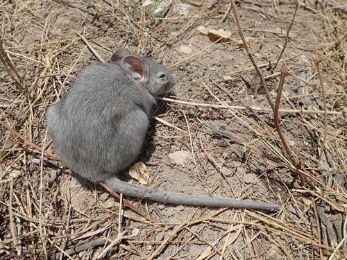 Southern Plains Woodrat