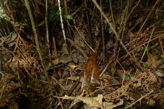 Parapolystichum microsorum pentangulare