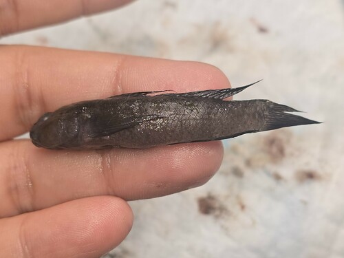 Acentrogobius chlorostigmatoides