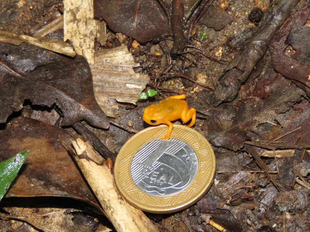Pumpkin Toadlet